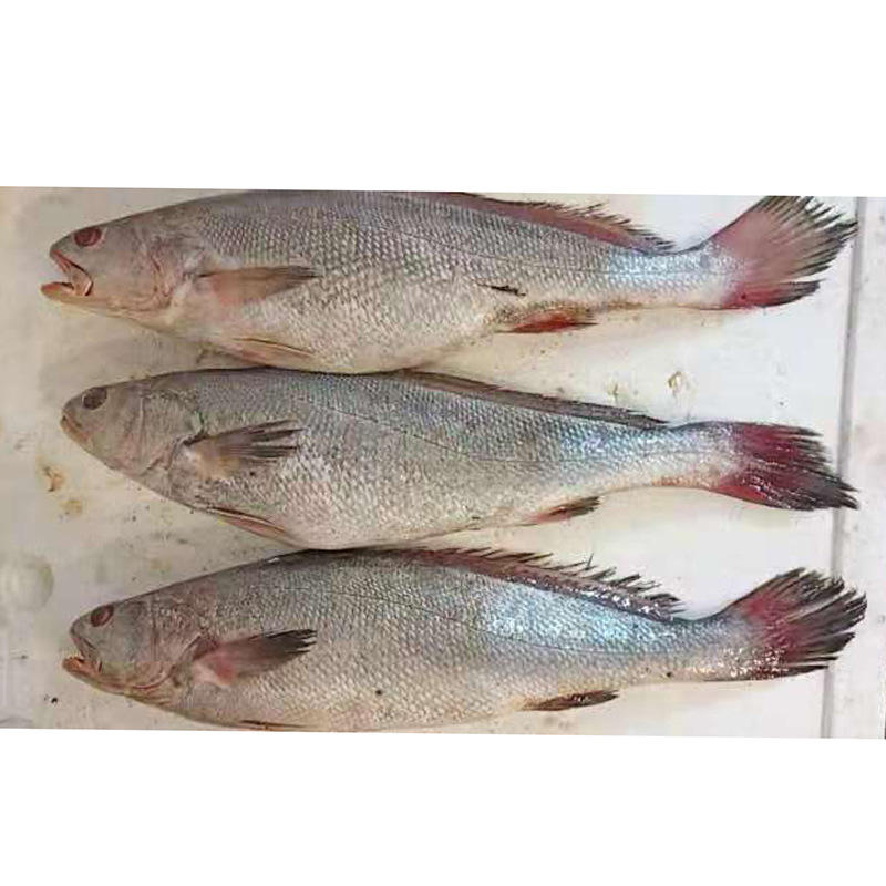 鮮活水產品市場動態與乳山熟食麻辣海鮮罐頭價格行情解析